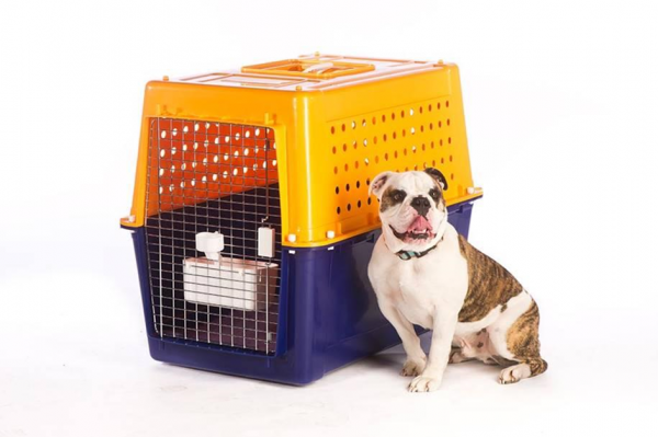 Quais os cuidados ao transportar animais de estimação na mudança
